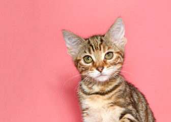 Portrait of an adorable brown and black tabby kitten looking at viewer with innocent curious cute expression. Pink background with copy space.