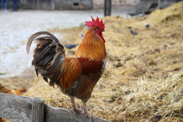 Glückliche Hühner