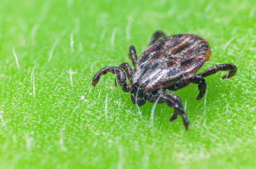 A dangerous parasite and infection carrier mite sitting on a green leaf