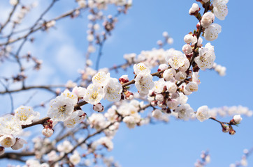 Spring floral background with blooming white sakura cherry flowers blossom