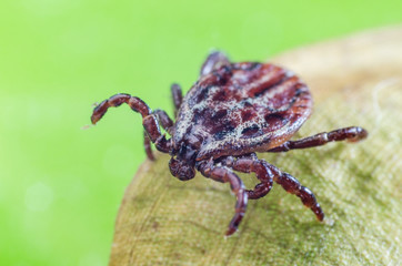 The mite sits on a dry leaf, dangerous parasite and a carrier of infections