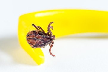 Mite crawls on yellow tweezers to remove ticks on a white background