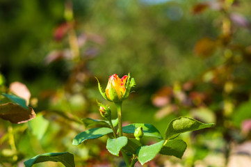 Obraz premium Red Rose flower. Nature. close up, selective focus