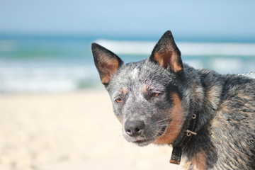 Naklejka premium dog on the beach