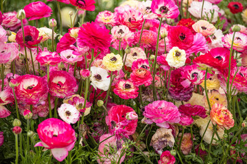 Field of blooming flowers of buttercups of different colors close up