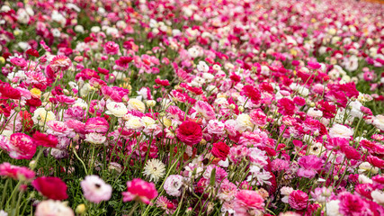 Field of blooming flowers of buttercups of different colors close up