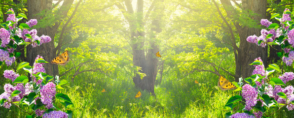 Mysterious spring forest background with blooming lilacs flowers blossom and butterflies on a sunny...