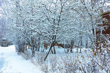 Winter's Tale, Lovely Winter Scenery, Winter Park in Snow, Whitened Spruce Branch with a Snowy Forest in the Background, Snow-Covered Trees in the City Park, Snowing, Winter Park Background