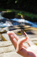 Butterfly with number 80 on wings (Diaethria candrena) with waterfall background