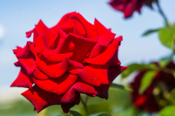 Red Rose flower. Nature. close up, selective focus