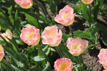 Obraz premium A wild pink tulip flowers in a grass. Colors flower natural background