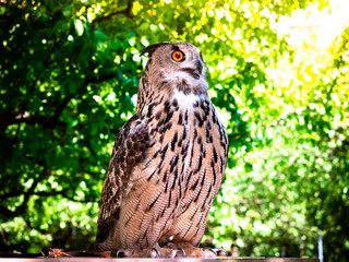 European Eagle Owl. Portrait closeup of a cute and beautiful spotted Eurasian eagle owl.