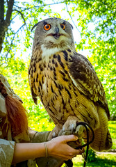 European Eagle Owl. Portrait closeup of a cute and beautiful spotted Eurasian eagle owl.