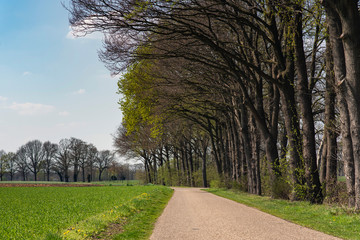 Road in sunny countryside in early spring.