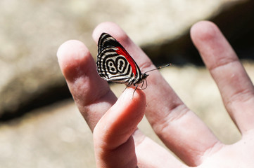 Butterfly with number 80 on wings (Diaethria candrena)                               