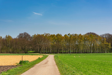 Road in sunny countryside in early spring.