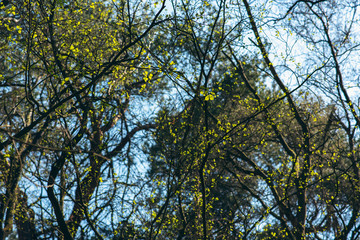 Fototapeta premium Fresh green leaves in tree on sunny day in early spring.
