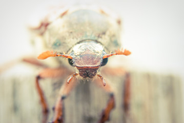 Cockchafer,  summer chafer. Macro