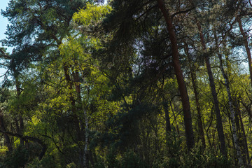 Obraz premium Forest with fresh green leaves in early spring.