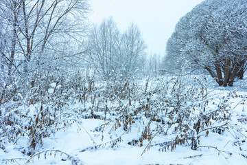 Winter's Tale, Lovely Winter Scenery, Winter Park in Snow, Whitened Spruce Branch with a Snowy Forest in the Background, Snow-Covered Trees in the City Park, Snowing, Winter Park Background