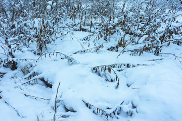 Winter's Tale, Lovely Winter Scenery, Winter Park in Snow, Whitened Spruce Branch with a Snowy Forest in the Background, Snow-Covered Trees in the City Park, Snowing, Winter Park Background