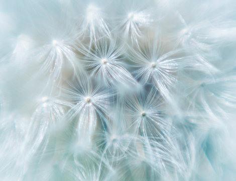 Close up macro image of dandelion seed heads