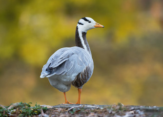 Bar-headed goose