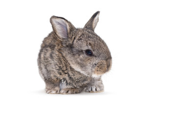 Cute gray bunny isolated on white background