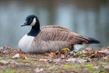  Canada goose (Branta canadensis)