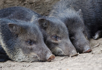 Collared peccary