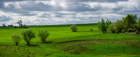 Spring country landscape with trees growing on the edge of green farm field