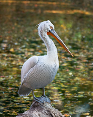 Dalmatian pelican
