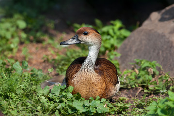 The Fulvous Whistling Duck