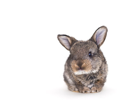 Cute gray bunny isolated on white background