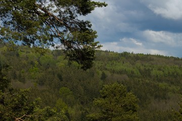 Obraz na płótnie Canvas View of wooded hills. Pine branch in the shot. Beautiful free and wild nature.High hills with mixed forests, but mostly coniferous trees. View from the highest point. Dramatic sky with clouds.