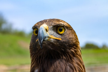 portrait of an eagle