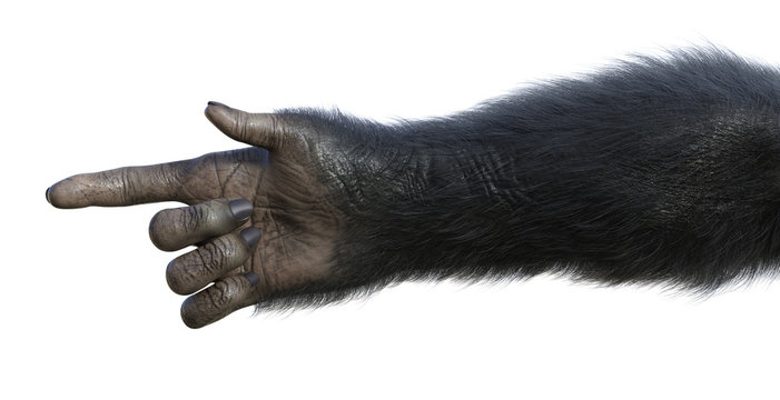 Chimp Hand Pointing