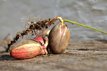 Eichensämling aus der Nähe