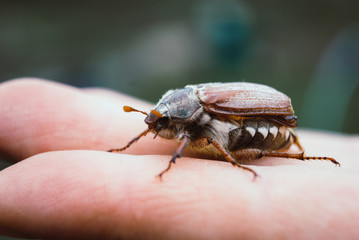 Cockchafer,  summer chafer. Macro