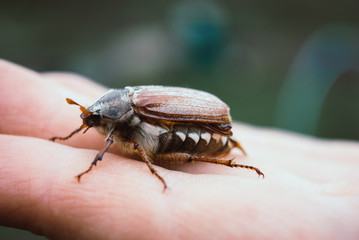Cockchafer,  summer chafer. Macro