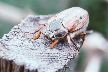 Cockchafer,  summer chafer. Macro