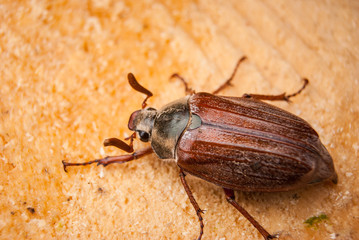 Cockchafer,  summer chafer. Macro