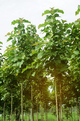 Young Teak Trees Plantations