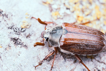 Cockchafer,  summer chafer. Macro