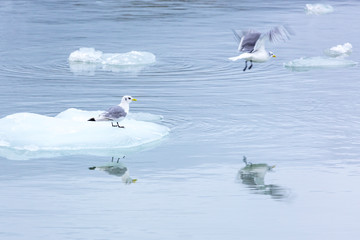 Sea Gulls on a glacier peaces, Pyramiden, Svalbard, Norway