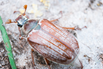 Cockchafer,  summer chafer. Macro
