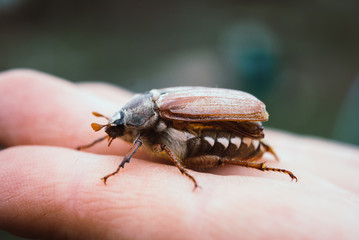 Naklejka premium Cockchafer, summer chafer. Macro