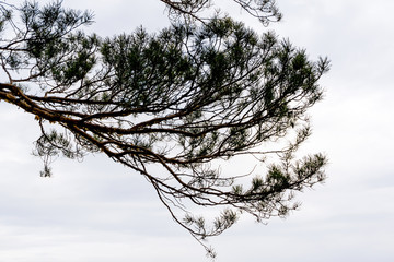 Fototapeta na wymiar silhouette of a pine branch against a cloudy sky