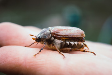 Cockchafer,  summer chafer. Macro