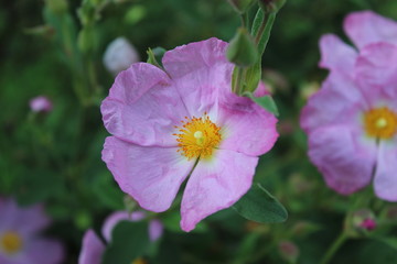 Yellow and violet 